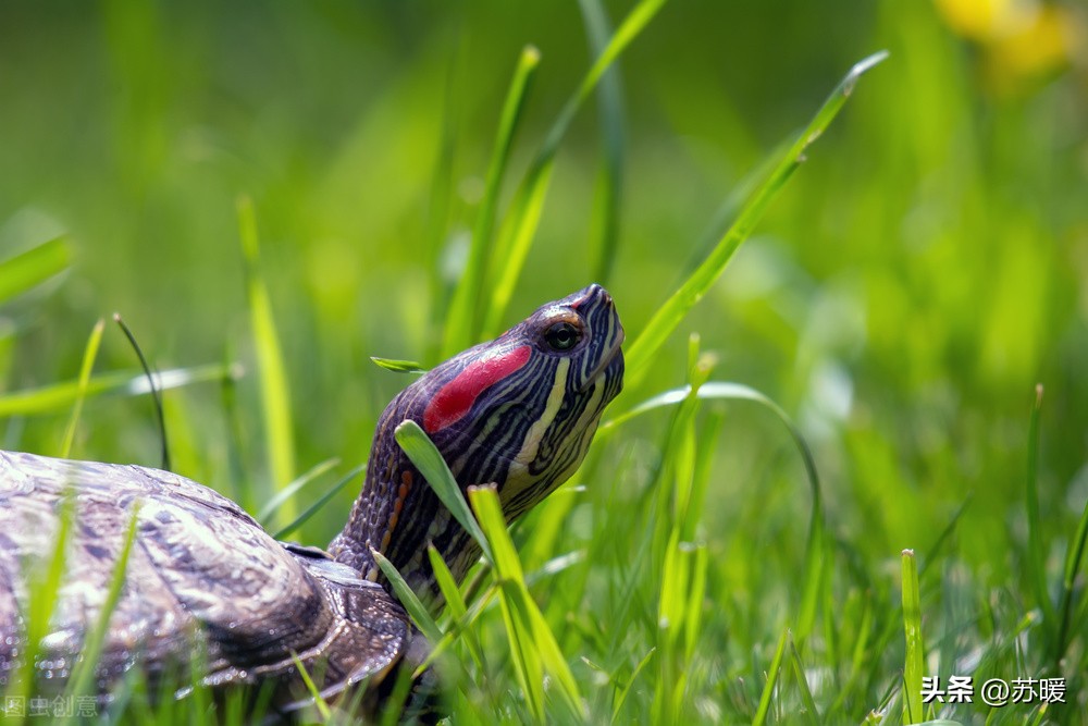 乌龟白眼不用药的治疗方法,乌龟白眼怎样治没有药