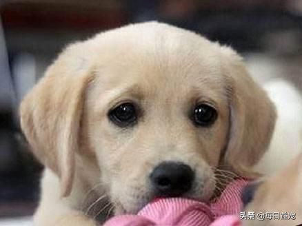 纯种拉布拉多犬特征介绍图解,纯种拉布拉多幼崽特征