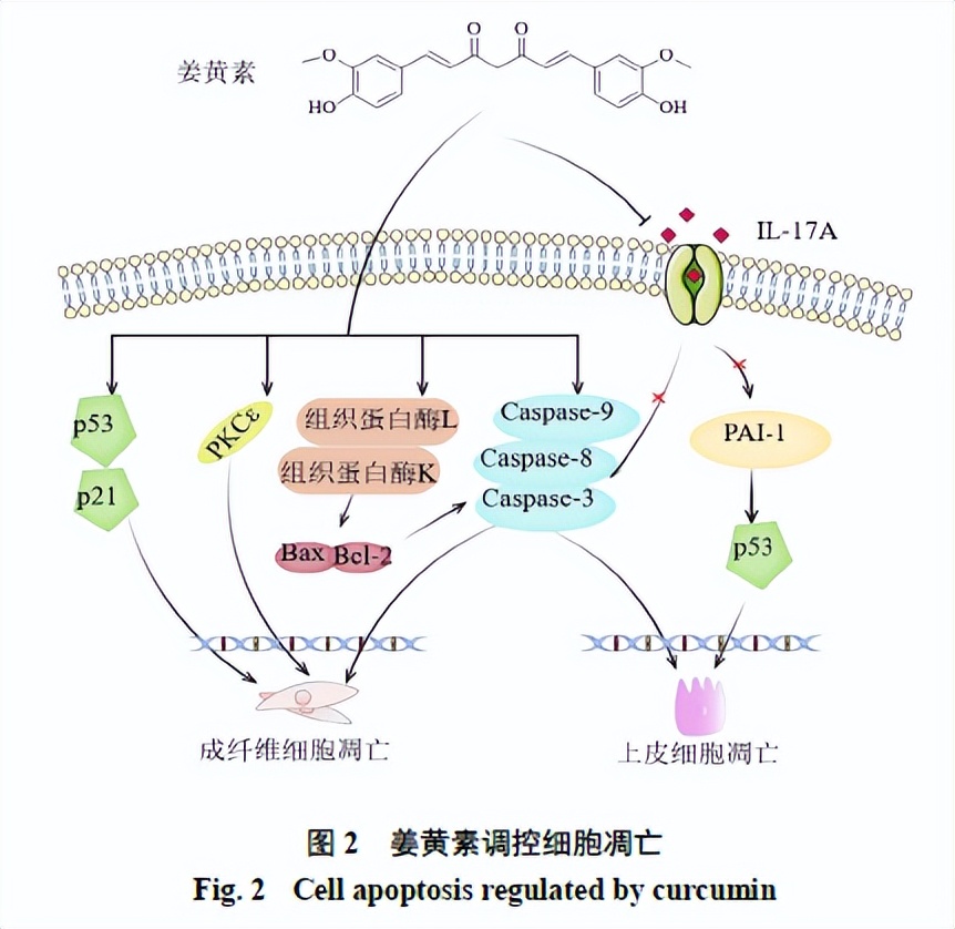 姜黄素抗肺纤维化,姜黄素抗肿瘤活性研究背景及意义