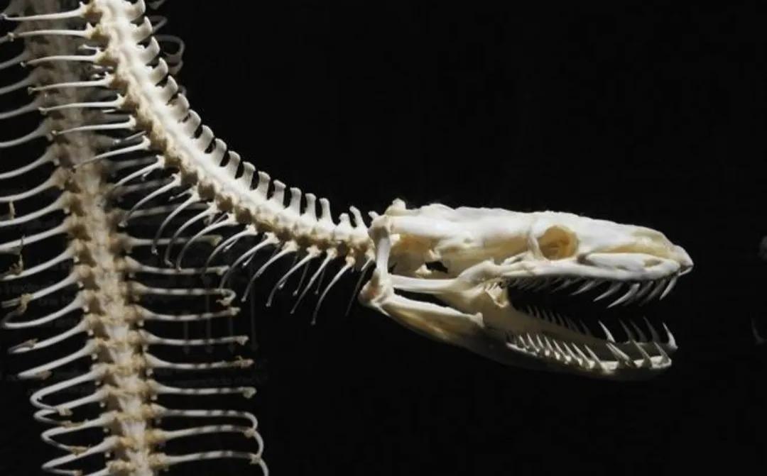 广西老汉惹怒眼镜王蛇,两招捡回一条命,路遇毒蛇该如何自救?