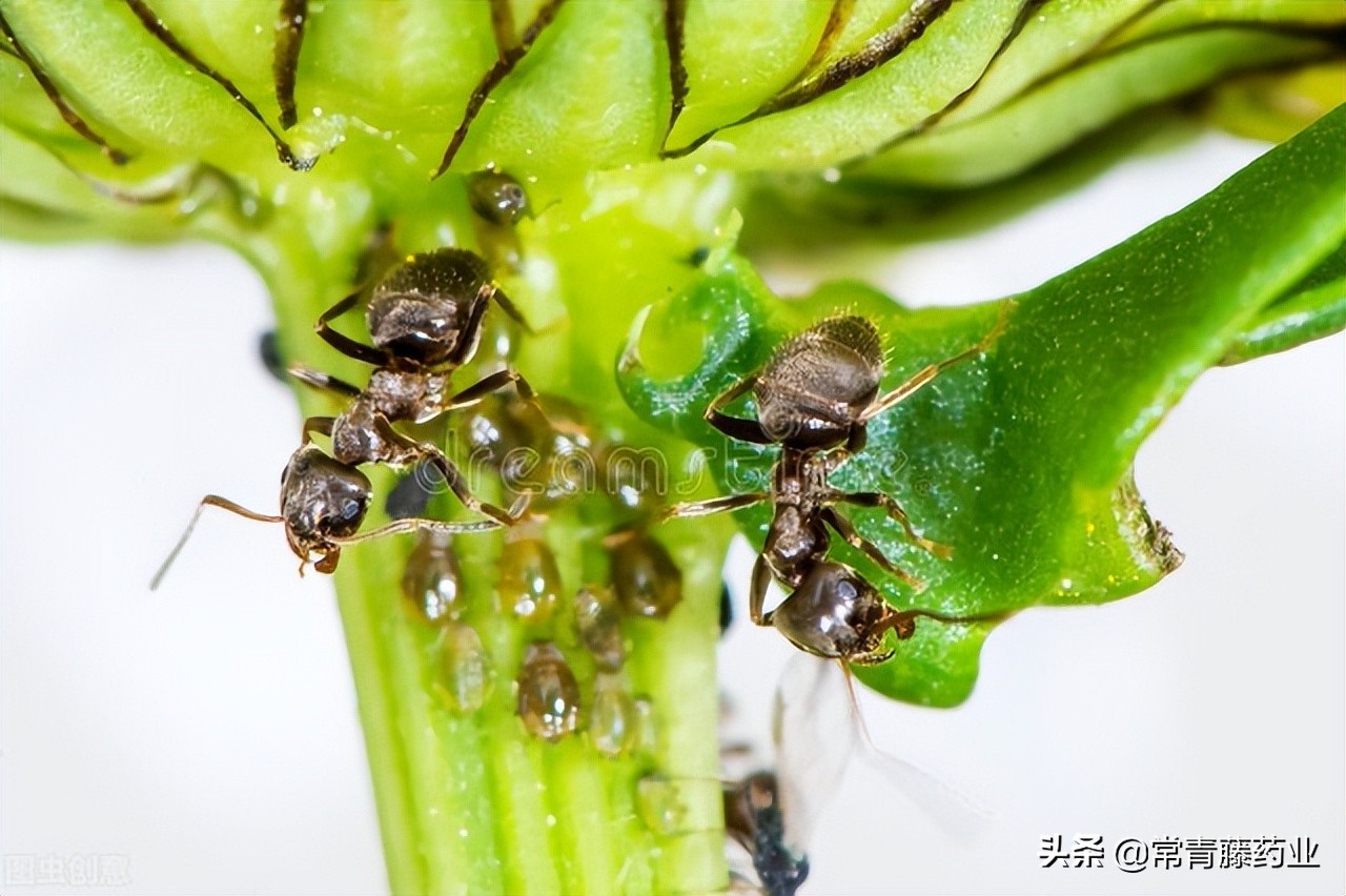 阴虱头虱和体虱有什么区别呢,阴虱体虱头虱不是一个品种吗