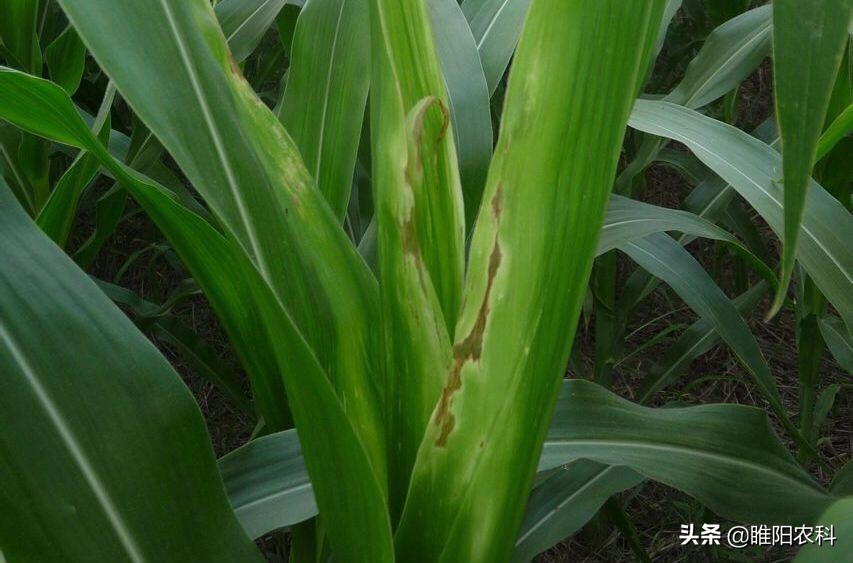 玉米烂心防治方法,玉米烂死什么原因