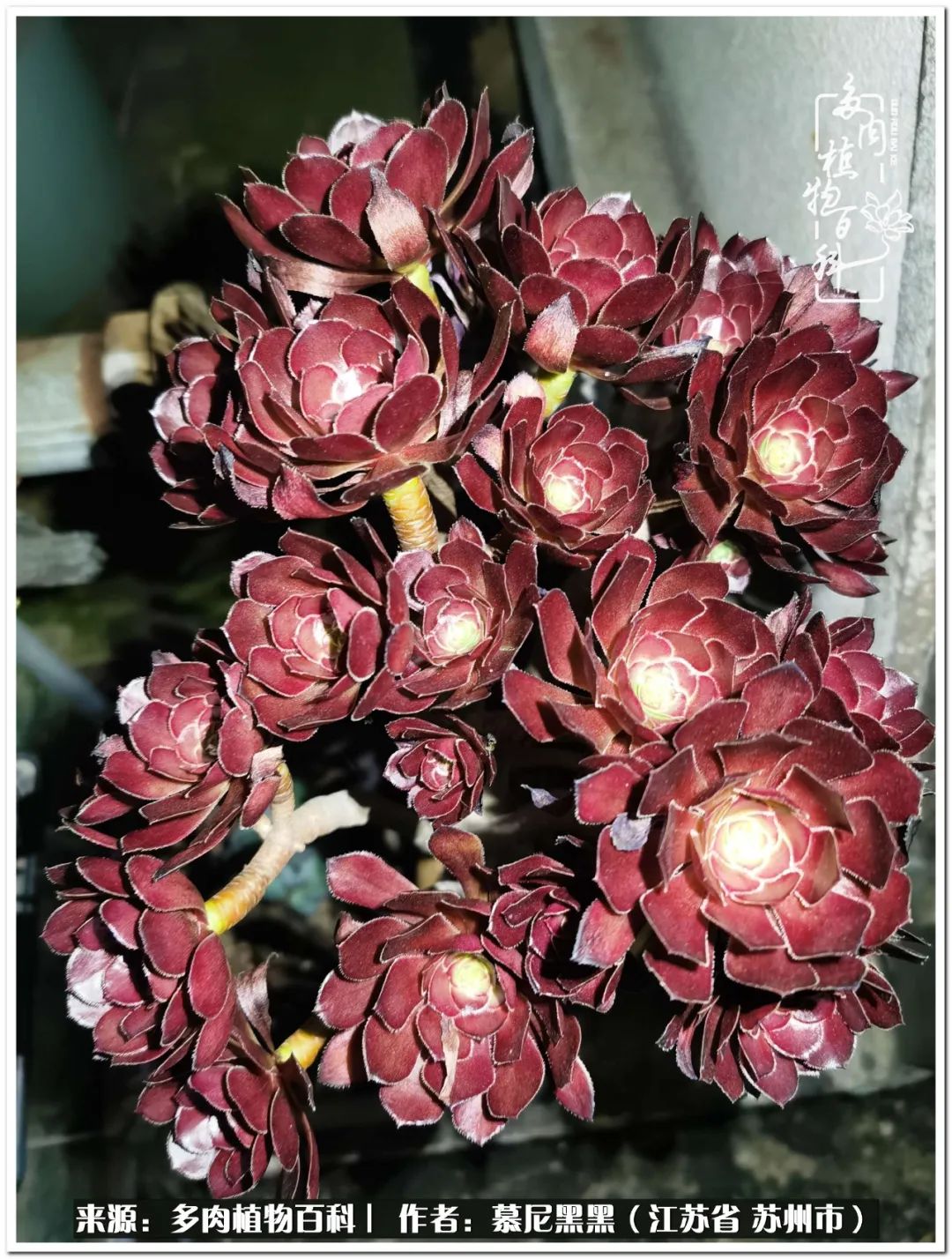 生活需要三分甜,生活需要一半禅意一半烟火