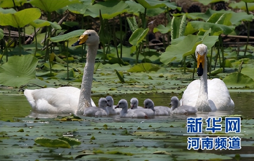 美丽的外来者：麋鹿苑中的黑天鹅