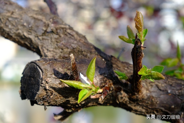 花开花落好运来,春天梅花开好运自然来