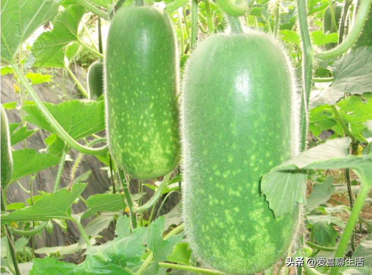 夏季时令养生蔬菜10种,吃哪些水果蔬菜可以明目