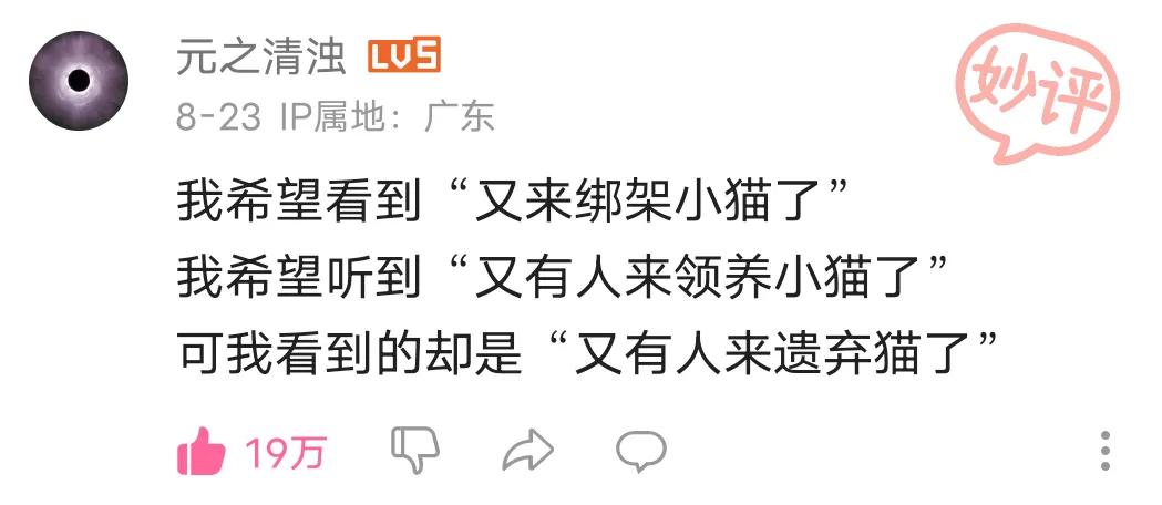 猫德学校为什么要抓猫,猫德学院三年绑架700多只流浪猫