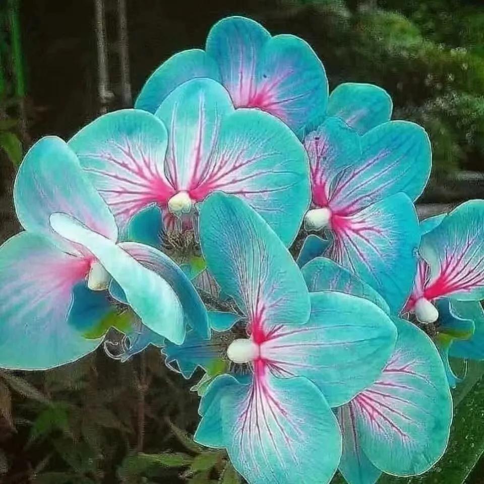 网购兰花如何防骗,如何在网上买兰花不上当