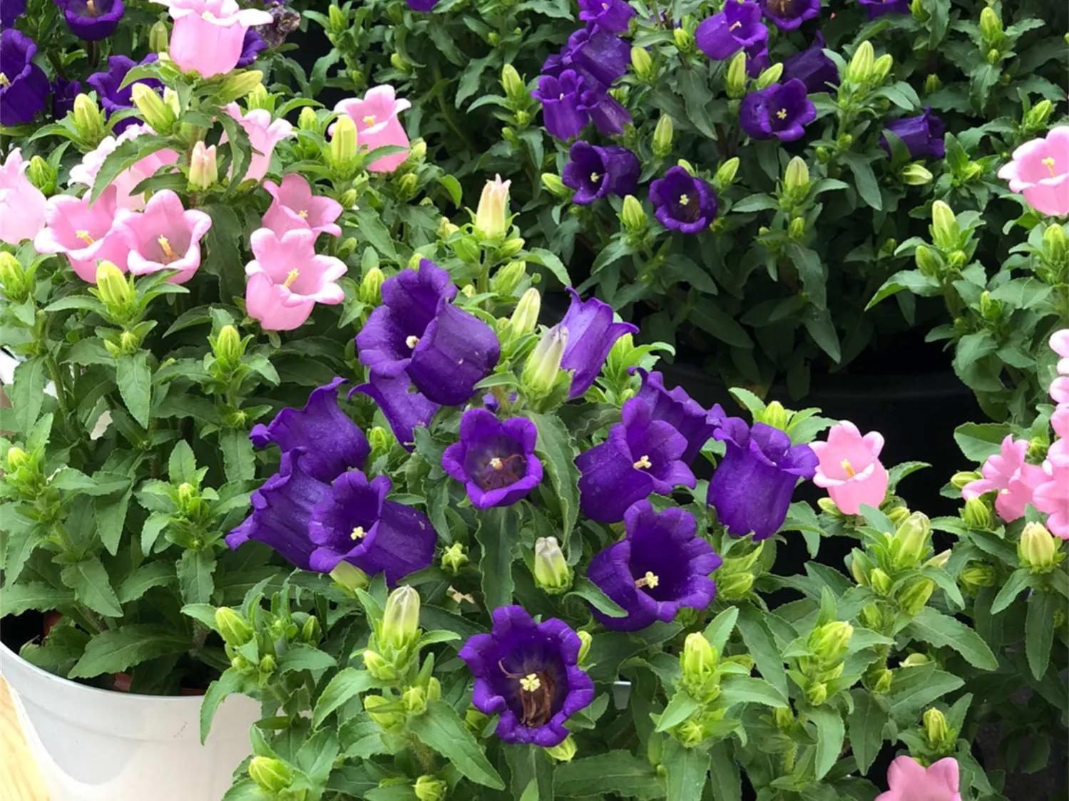 粉色风铃草花,蓝色粉色的风铃草