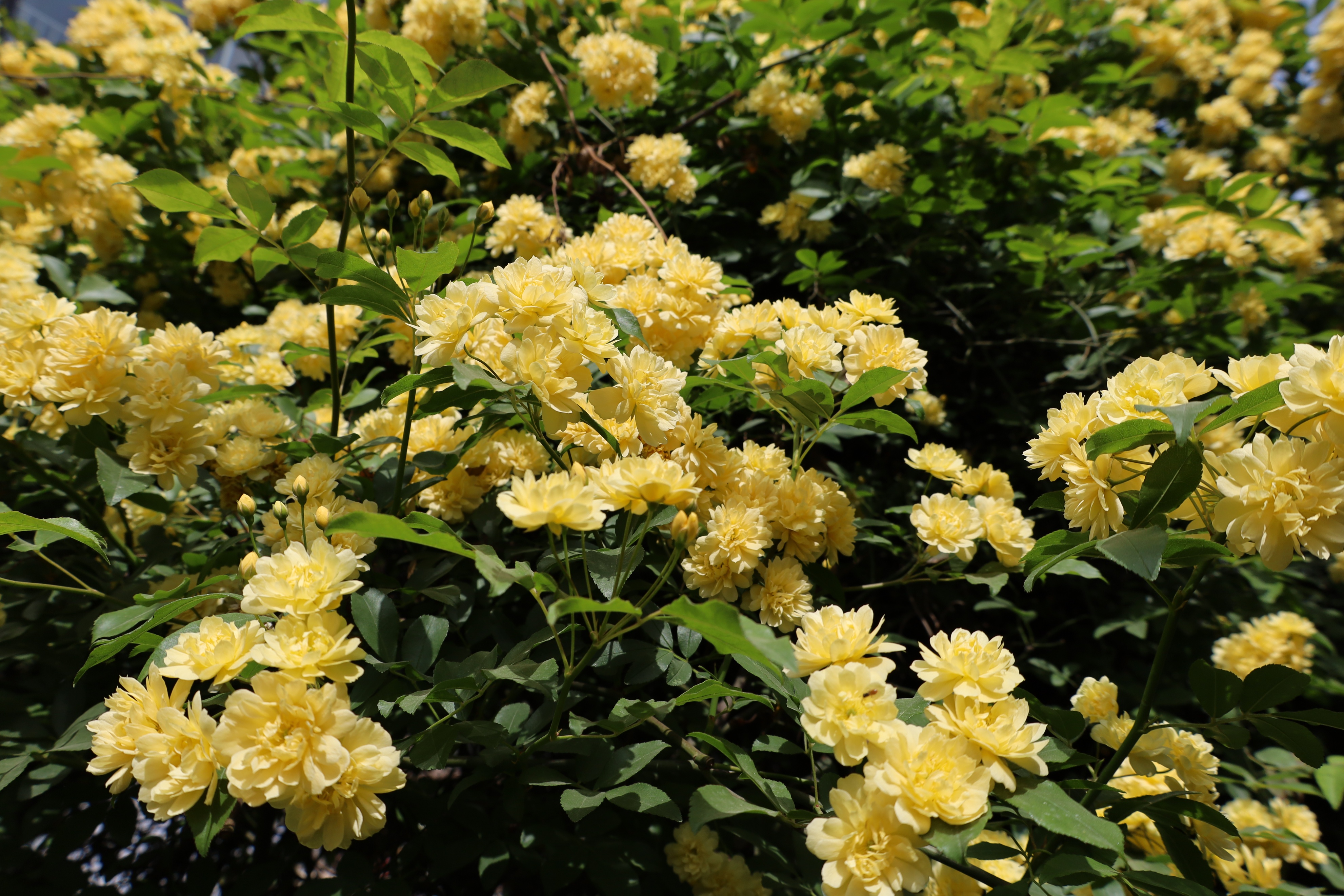 什么是最值得买的相机,哪个品牌的相机最值得买