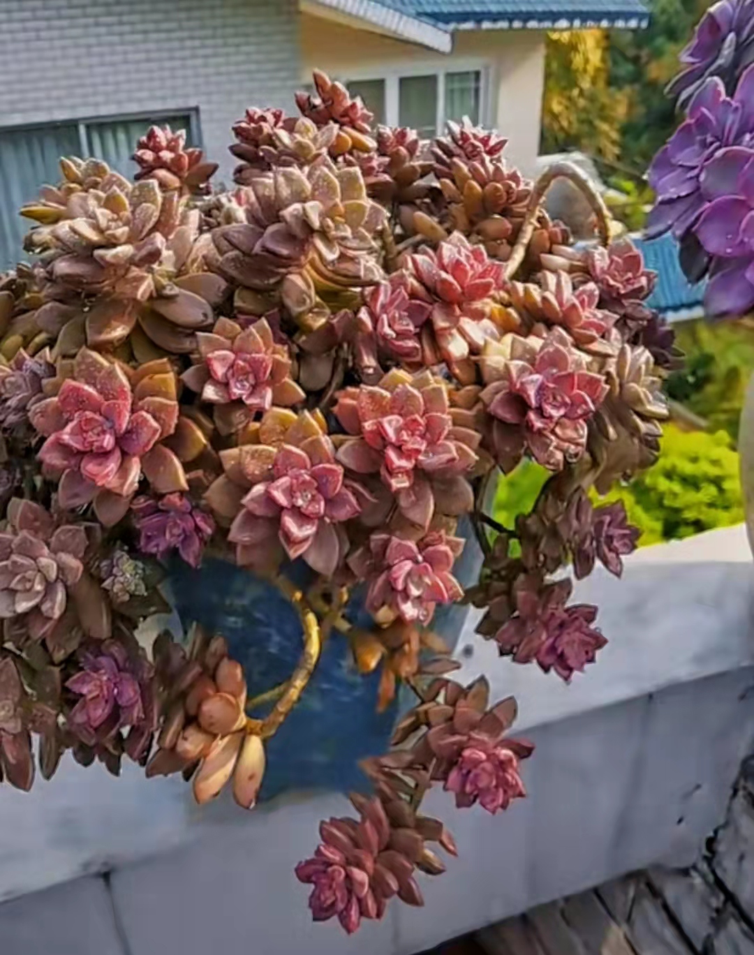 便宜又好养的5种多肉,皮实好养容易出状态的多肉有哪些