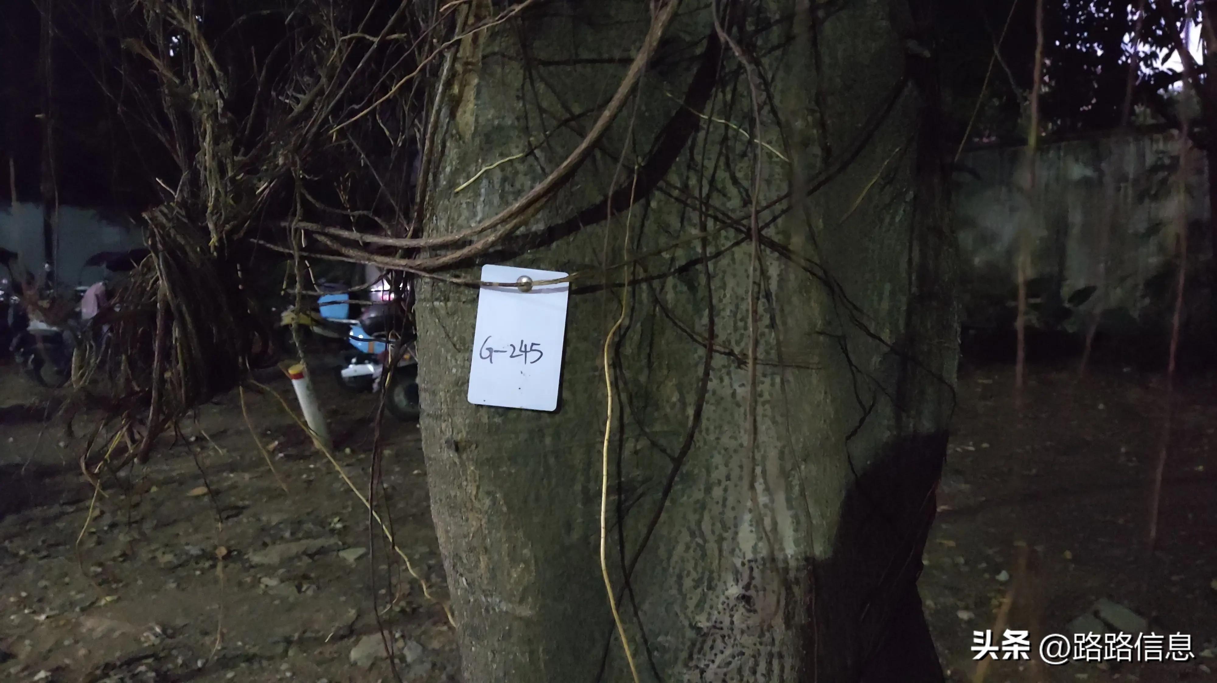 佛穗莞城际陈家林站,穗莞佛城轨陈家林站