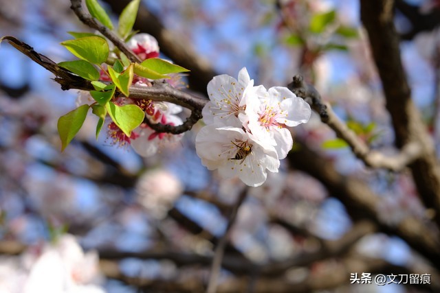花开花落好运来,春天梅花开好运自然来
