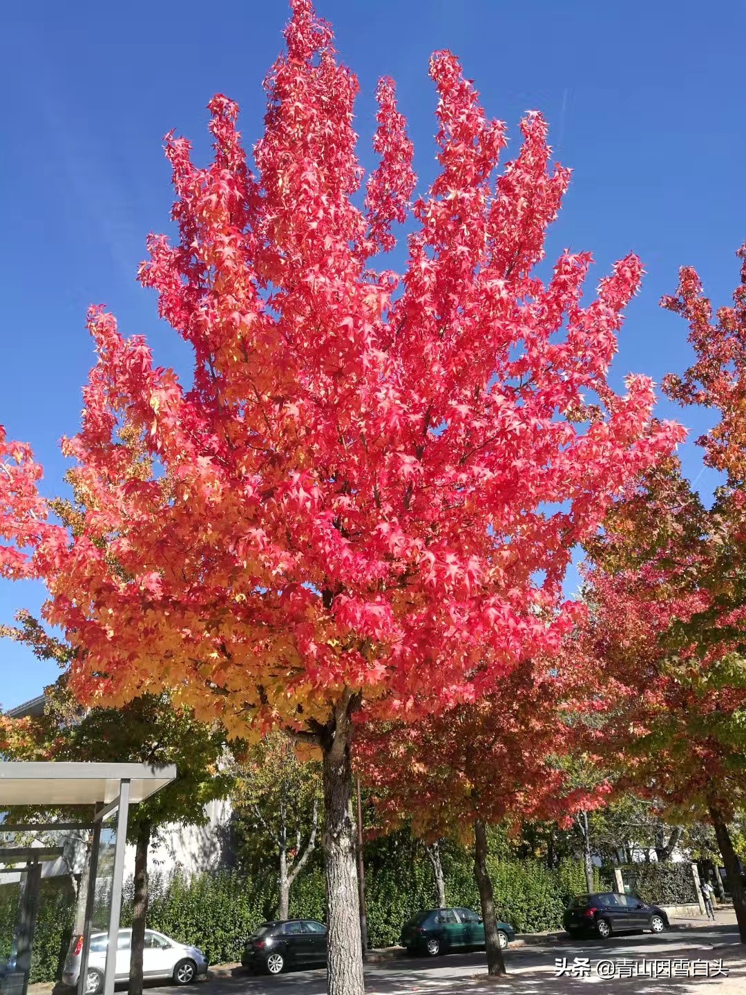 秋枫八角枫,八角枫与秋枫