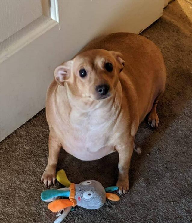 哪几种行为能让狗狗瞬间瘫痪,如何预防狗狗瘫痪