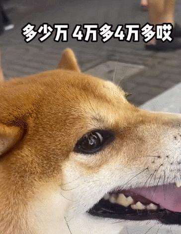 1100块钱柴犬,便宜柴犬和贵的柴犬相遇