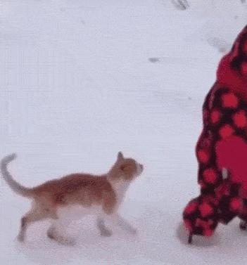 猫核酸检测有必要做吗,猫做核酸粤语视频