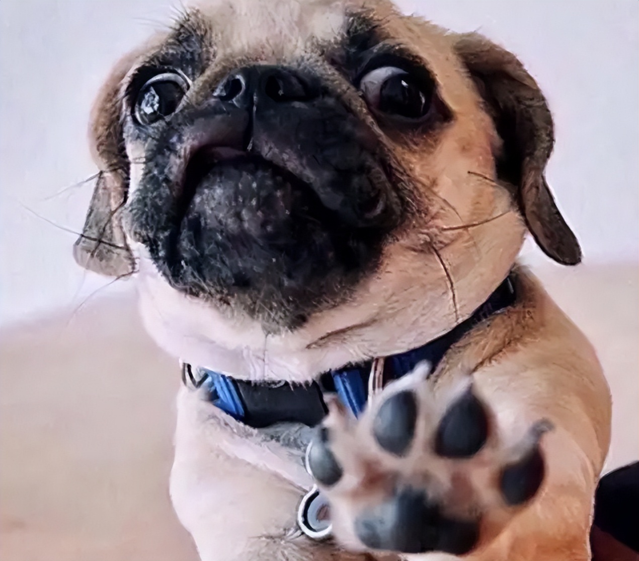 养巴哥犬应该注意什么,养巴哥犬必须知道的五大注意事项