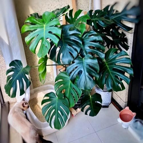 十大养不死的大型花,十大室外最好养活的花高大