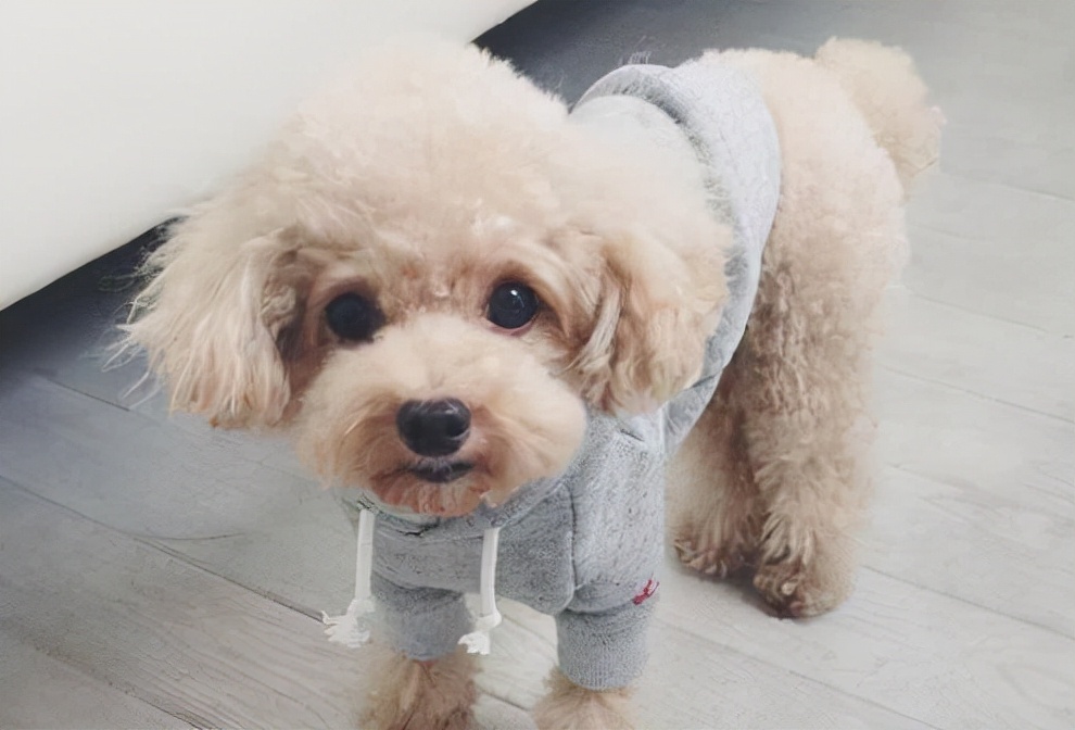 如何判断香槟色泰迪会不会褪色,泰迪吃什么可以保持毛色不褪色