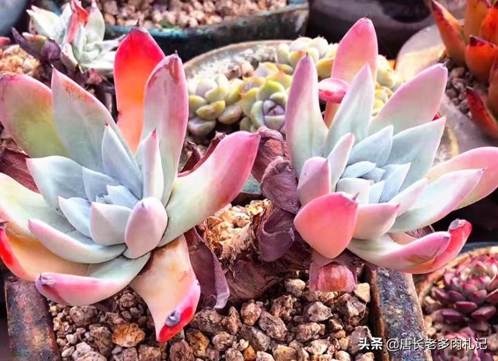 仙女杯多肉怎么养成粗壮,多肉仙女杯最佳状态