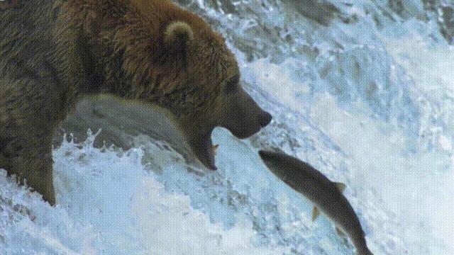 国内的假三文鱼是什么鱼,哪种才是真正的三文鱼