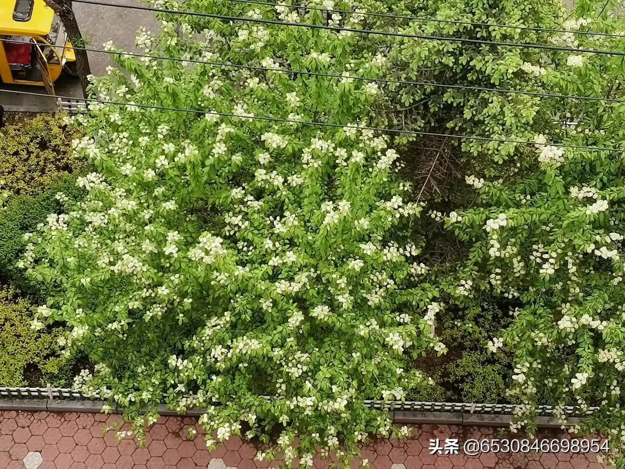 别了,小甲壳虫!(文/鸿运)