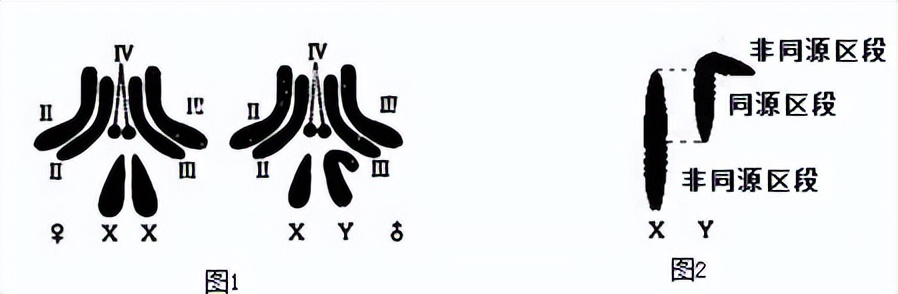 高中生物变异和育种知识点,高中生物变异育种进化思维导图