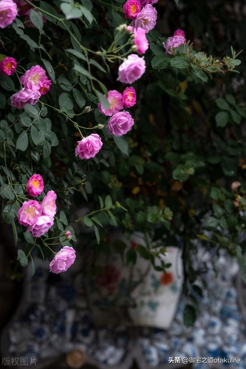 怎么给蔷薇花剪枝,如何给蔷薇浇水