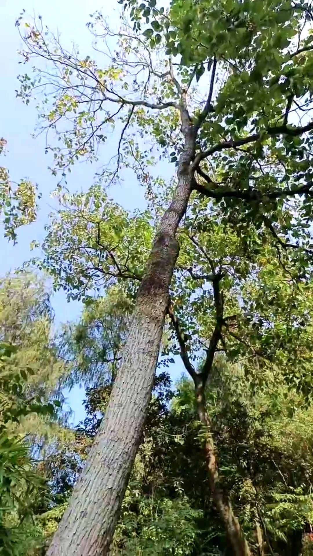 小时侯吃过的拐椒，为啥记忆是那样香甜