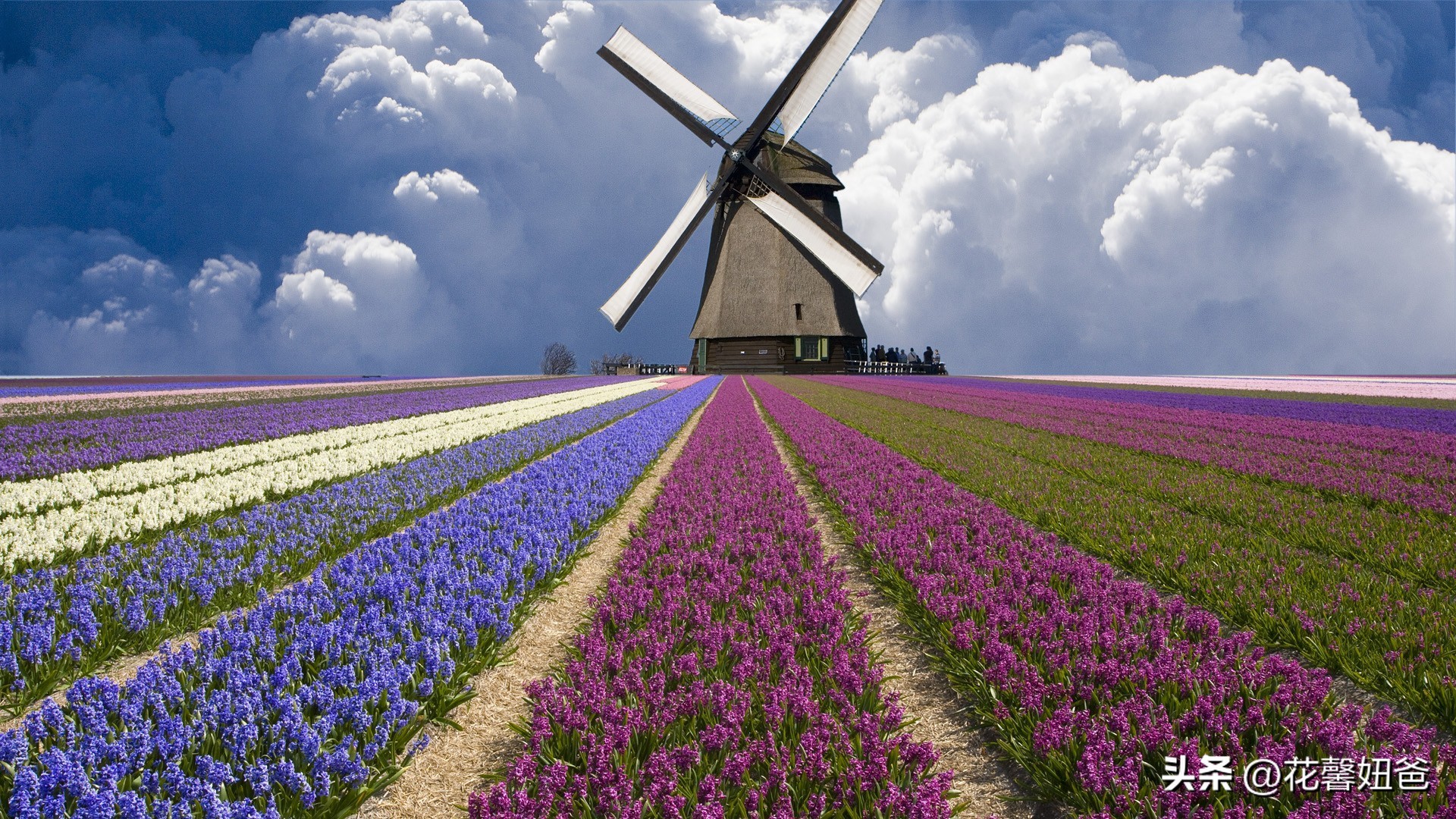 卡塔尔世界杯荷兰,卡塔尔世界杯观赛指南书籍