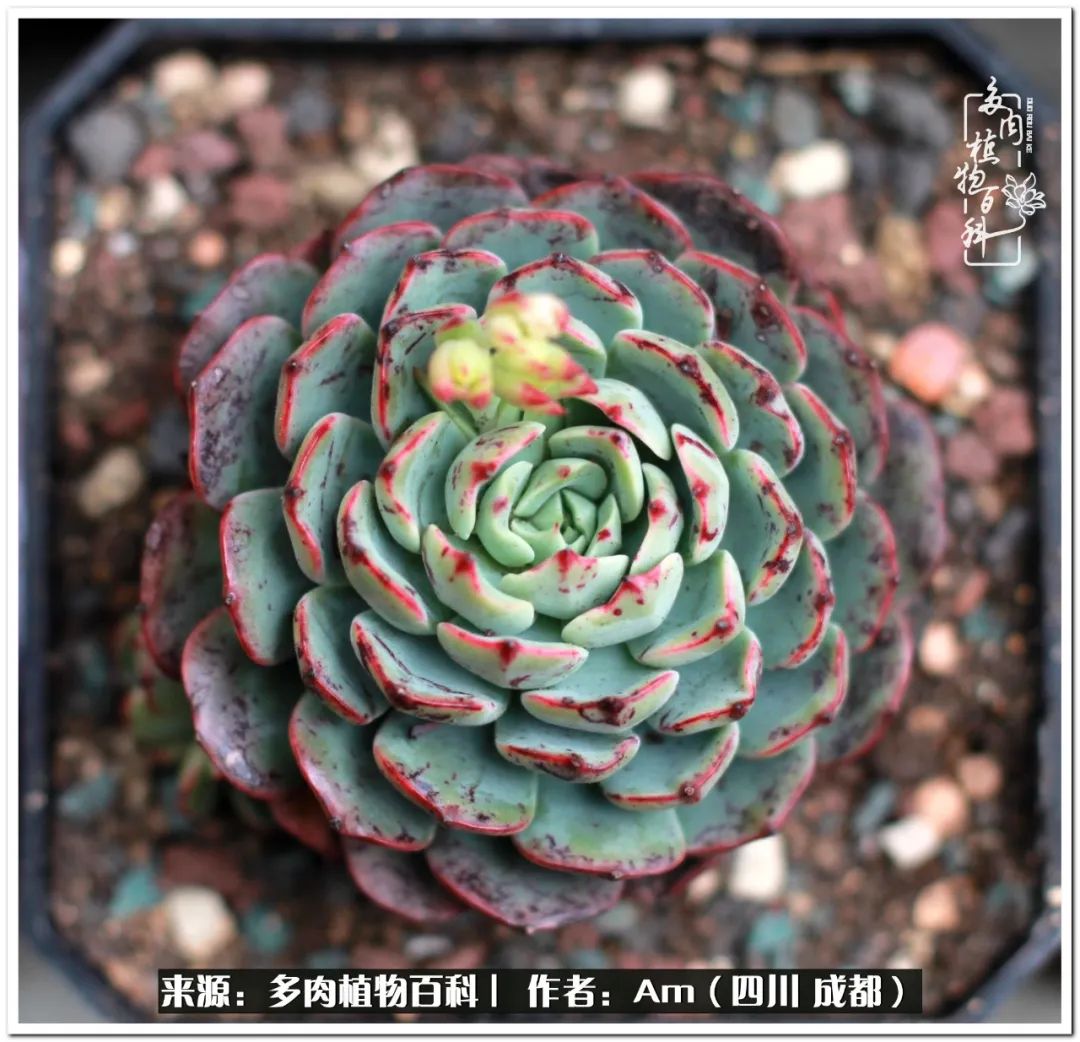 多肉小盆友生活多姿多彩,多肉小精灵福享不停