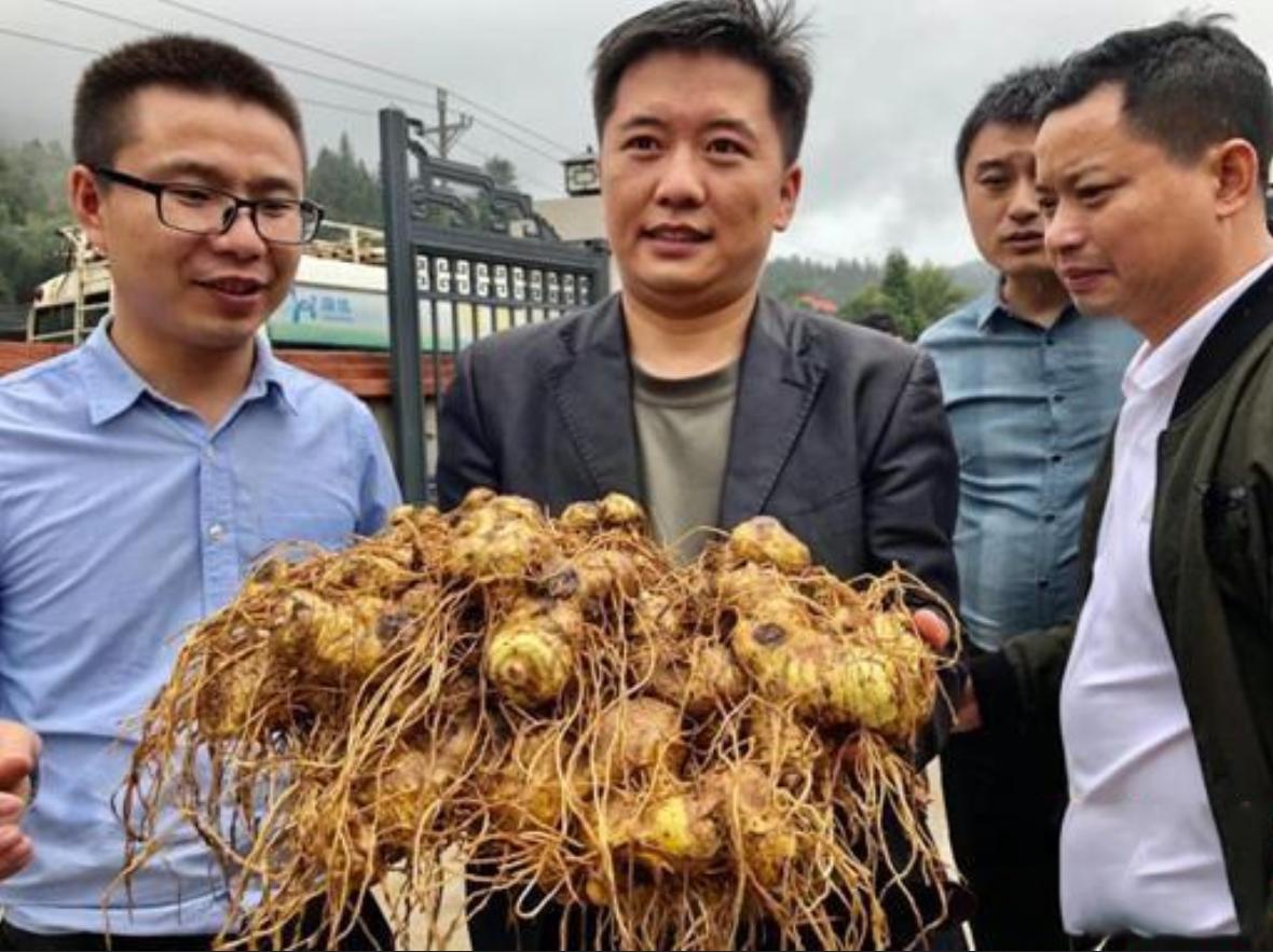 5毛钱一斤没人要的“野草”,小伙竟看出商机,2019年赚1760万元