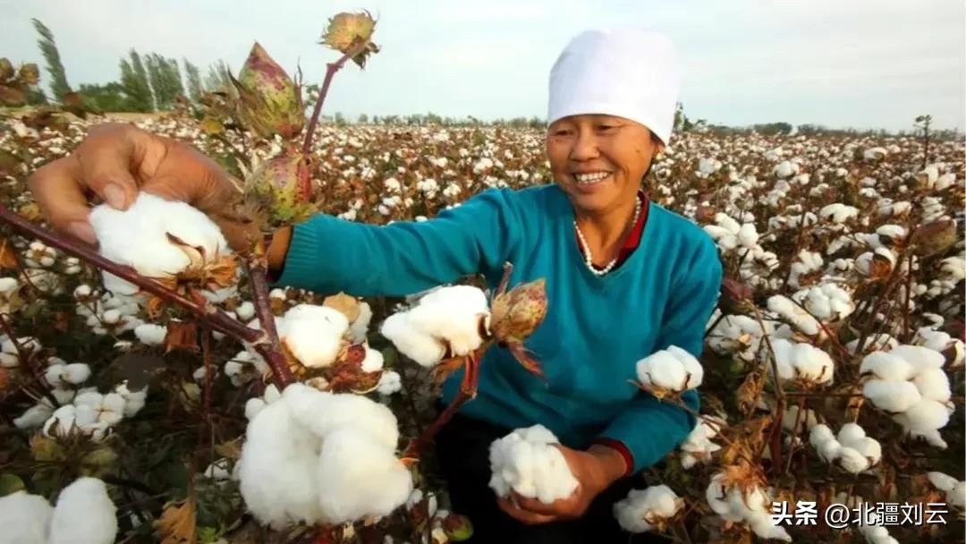 我在新疆摘棉花英文,我在新疆种棉花完整版