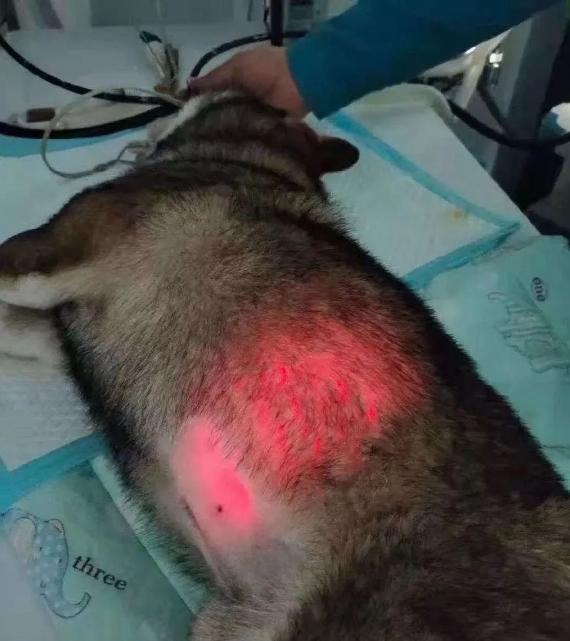 一晚上连炫16颗生鸡蛋，偷吃柯基秒变粑粑喷射“基”