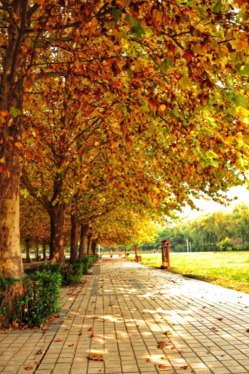 怀念秋天里的悬玲木