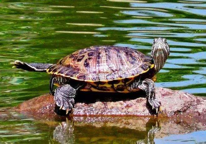 巴西龟是侵略物种吗,巴西龟泛滥成灾的危害