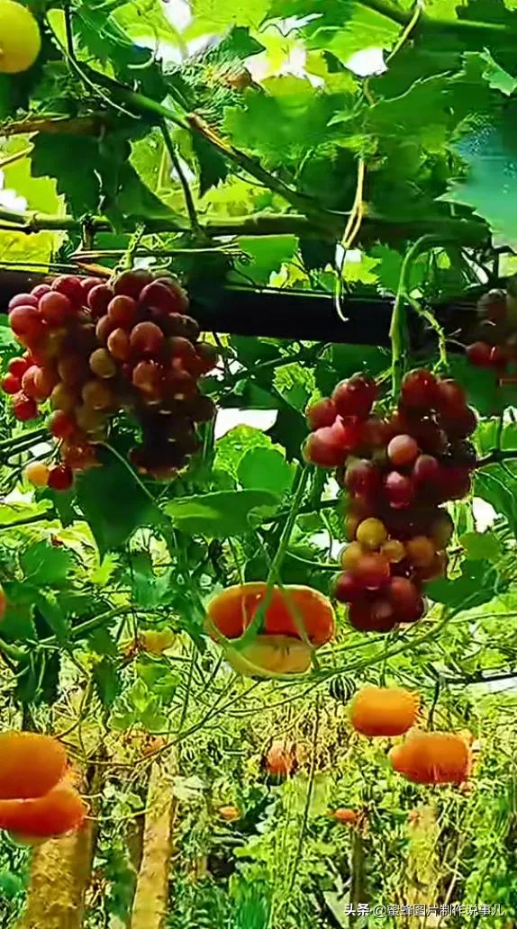 丰富美味的水果壁纸,甘甜适口的美味水果壁纸图片