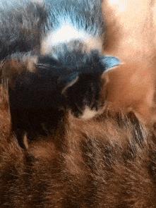 男子为庆祝好基友退伍穿女装迎接,男子庆祝哥们退役