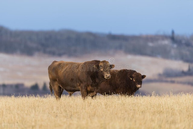 加拿大黑牛原先有1亿头,后来引进美国杂交牛,被打的只剩300头