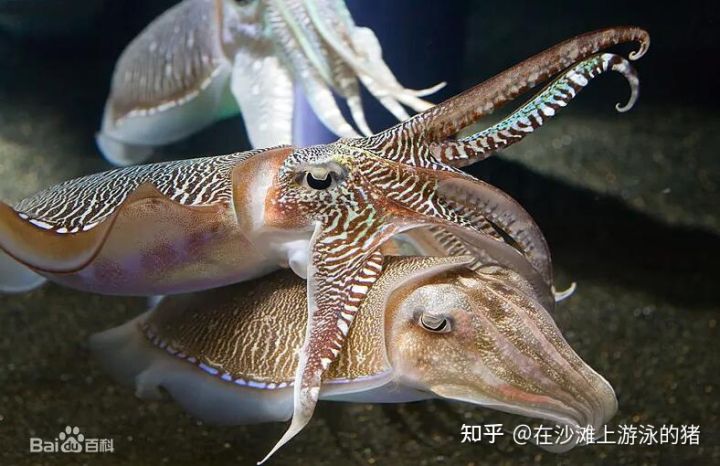 大话舟山海鲜系列（三）—大话墨鱼（喷墨家族成员之一）