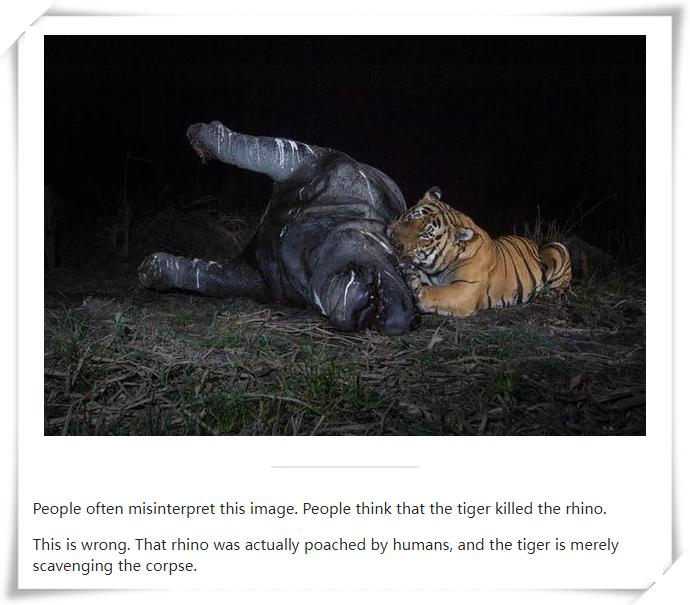 猫科战斗力分析,猫科打不过熊科