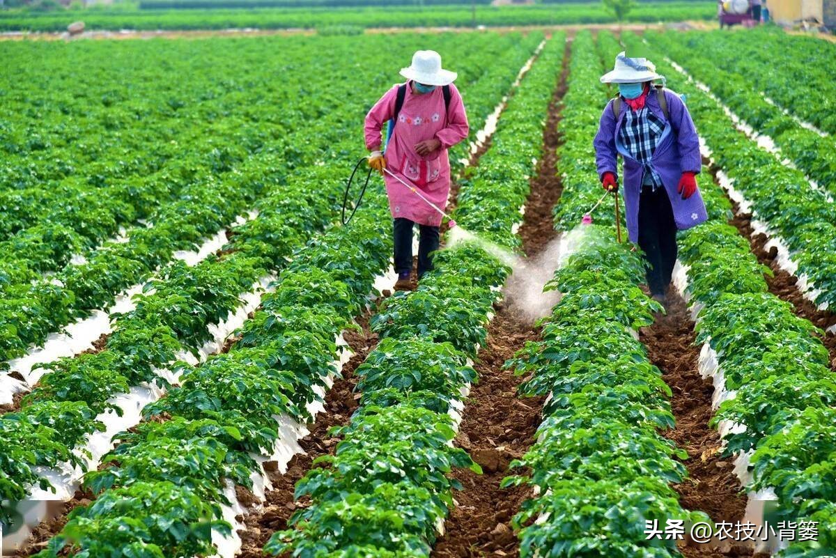 植物根损坏了还能生长吗,植物根伤了怎么治
