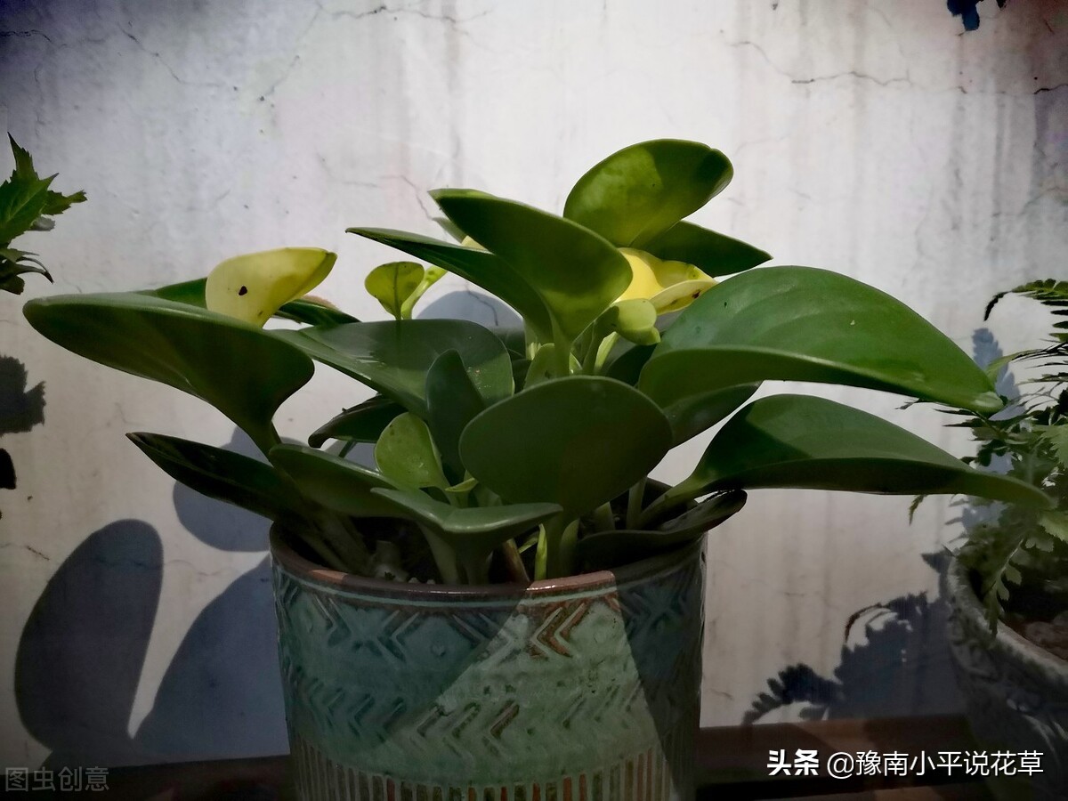 豆瓣绿叶子烂该怎么办,豆瓣绿叶子发黄脱落怎么回事