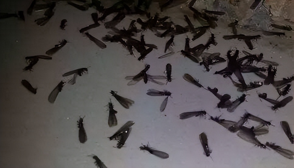 最近白蚁泛滥,上海白蚁是怎样形成的