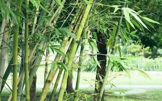 怎样使新移栽的竹子成活率高,这个季节栽竹子怎么栽成活率高