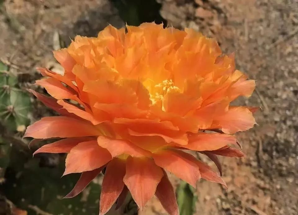 200种·仙人球开花图鉴，大开眼界，美到爆