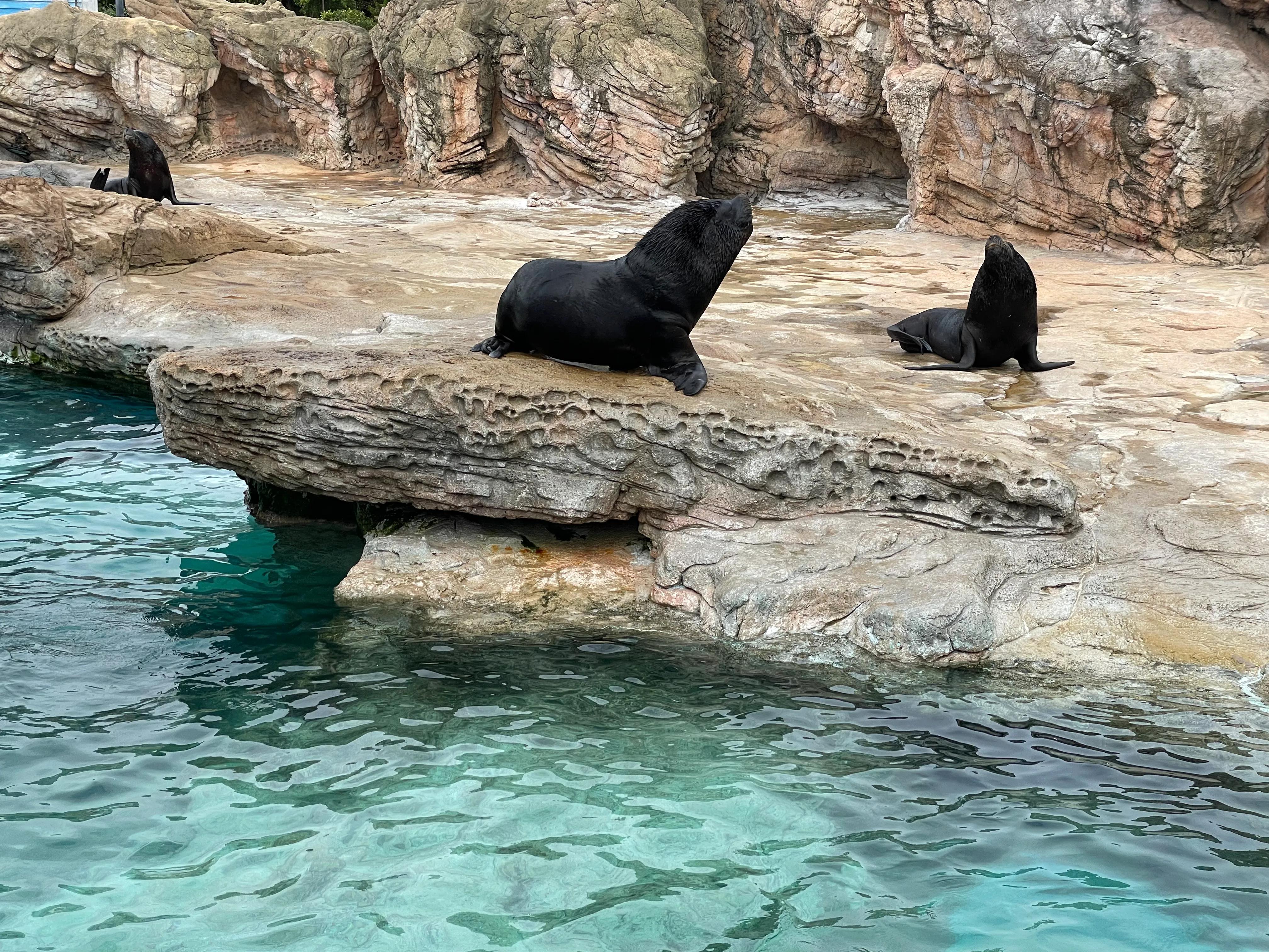 珠海长隆欢乐世界和野生动物园,长隆动物园和珠海海洋王国哪个好