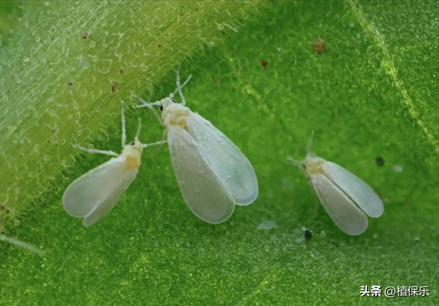 食心虫难治，试试这个药剂，速效又长效