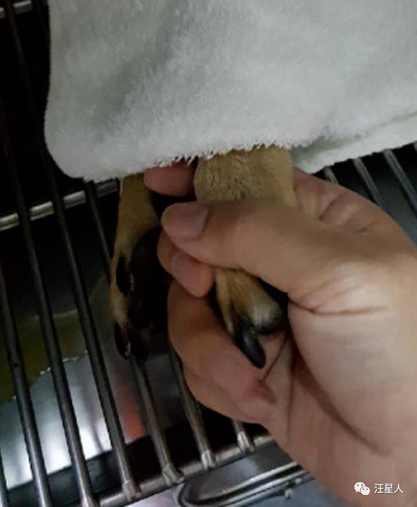 狗狗吃了夏威夷果怎么解决,狗狗吃了夏威夷果一只后腿瘸